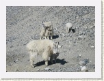 Mountain Goats * 2592 x 1944 * (2.09MB)